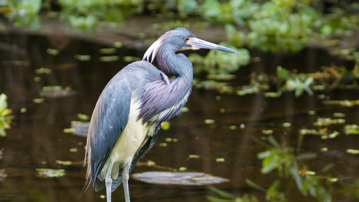 Tricolored Heron - Bob Scheidt