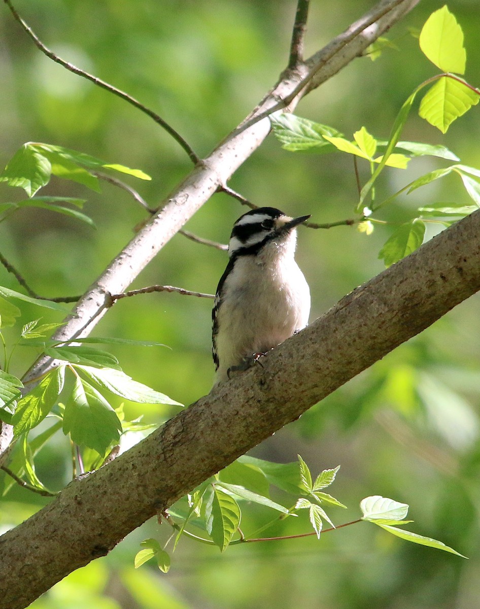 Downy Woodpecker - ML552660231