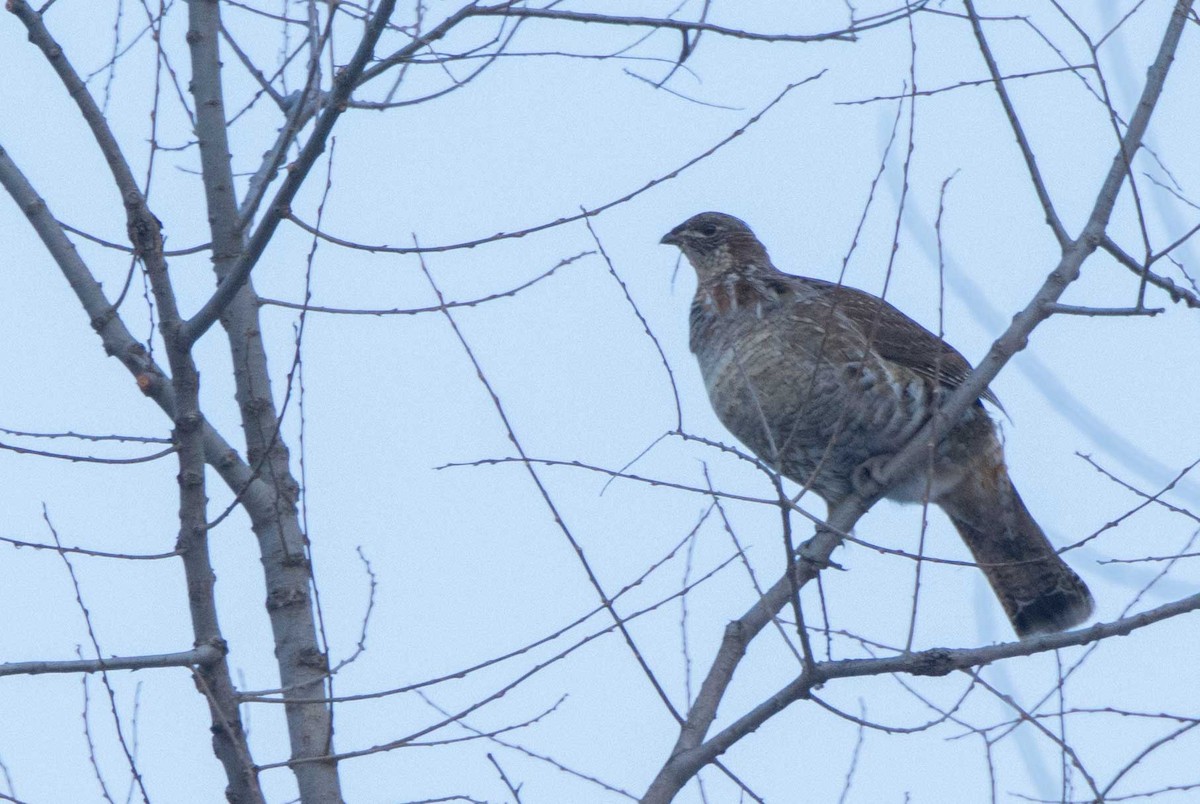 Ruffed Grouse - ML552660751