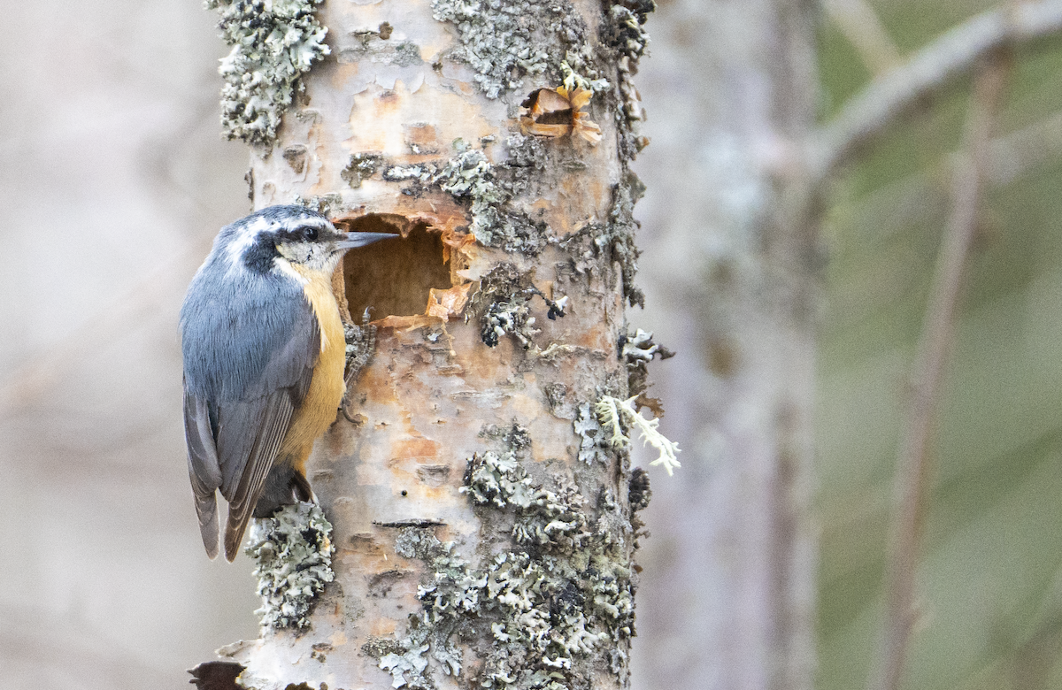 Red-breasted Nuthatch - ML552661501