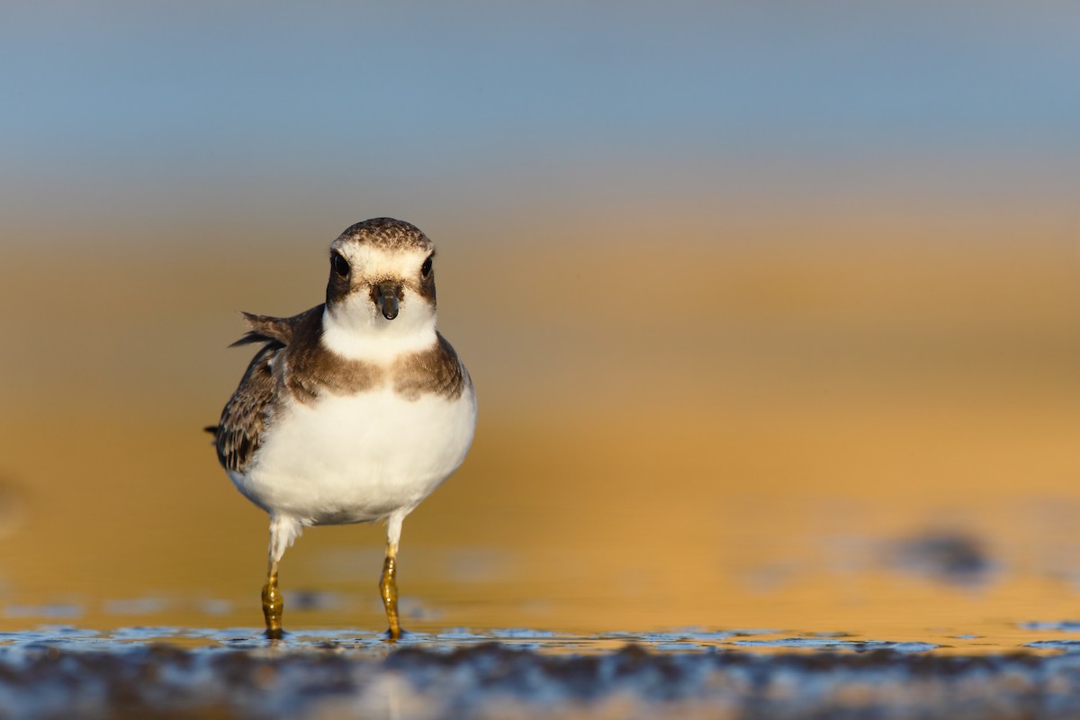 Semipalmated Plover - Scott Carpenter