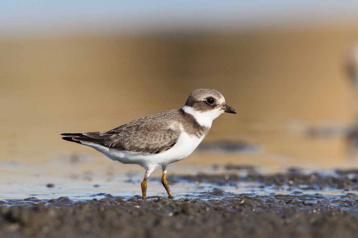 Semipalmated Plover - ML552661871