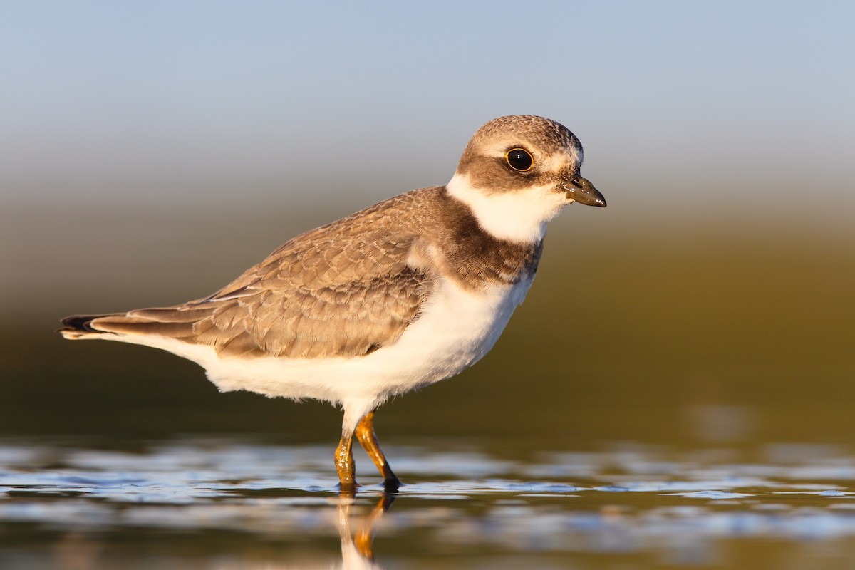 Semipalmated Plover - ML552661901
