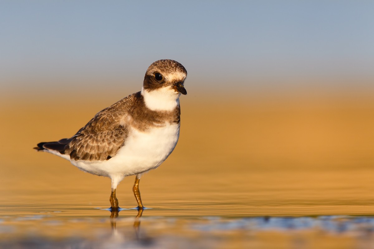 Semipalmated Plover - ML552661911