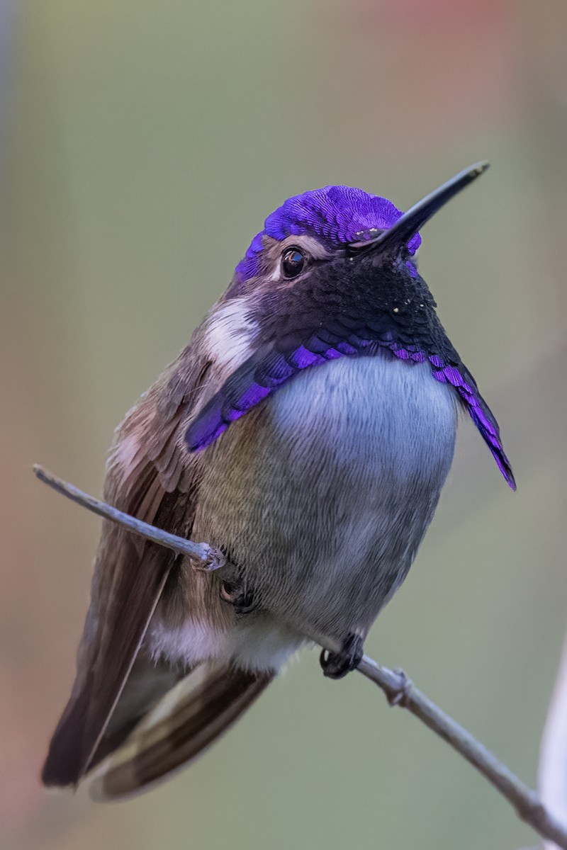 Costa's Hummingbird - ML552662621