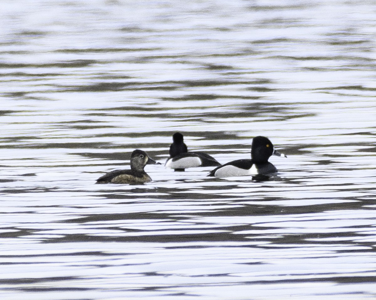 Ring-necked Duck - ML552662691