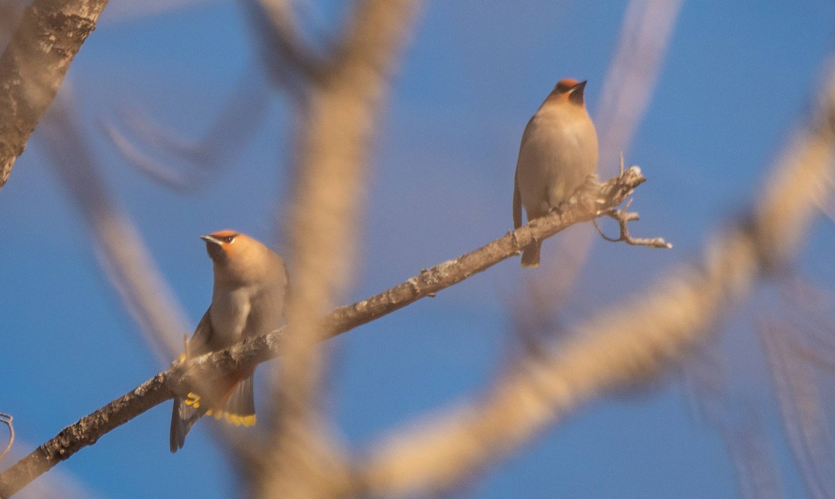 Bohemian Waxwing - Matt M.