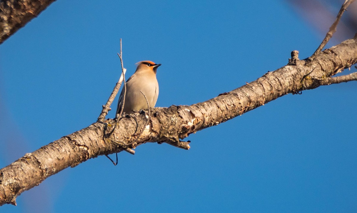 Bohemian Waxwing - ML552663481