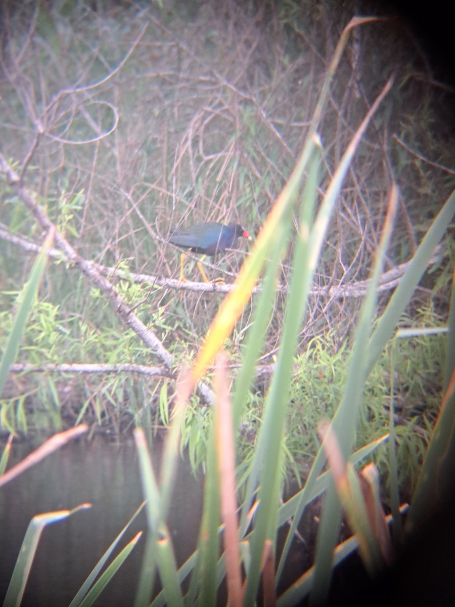 Purple Gallinule - ML552663731