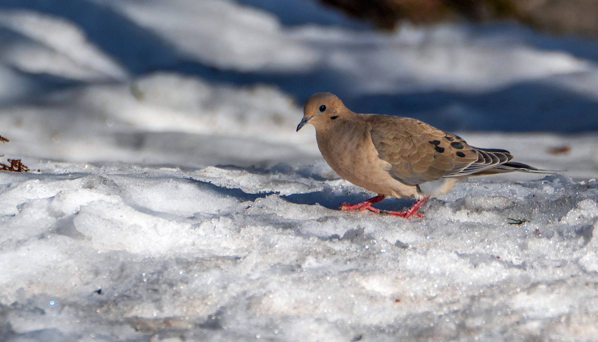 Mourning Dove - ML552664691