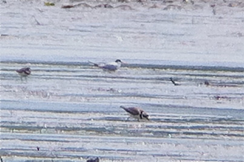 Least Tern - ML552665001