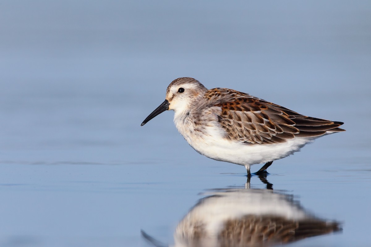 Western Sandpiper - Scott Carpenter