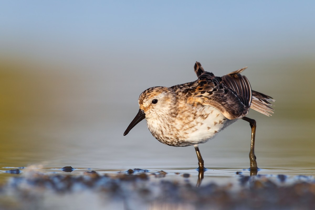 Western Sandpiper - Scott Carpenter