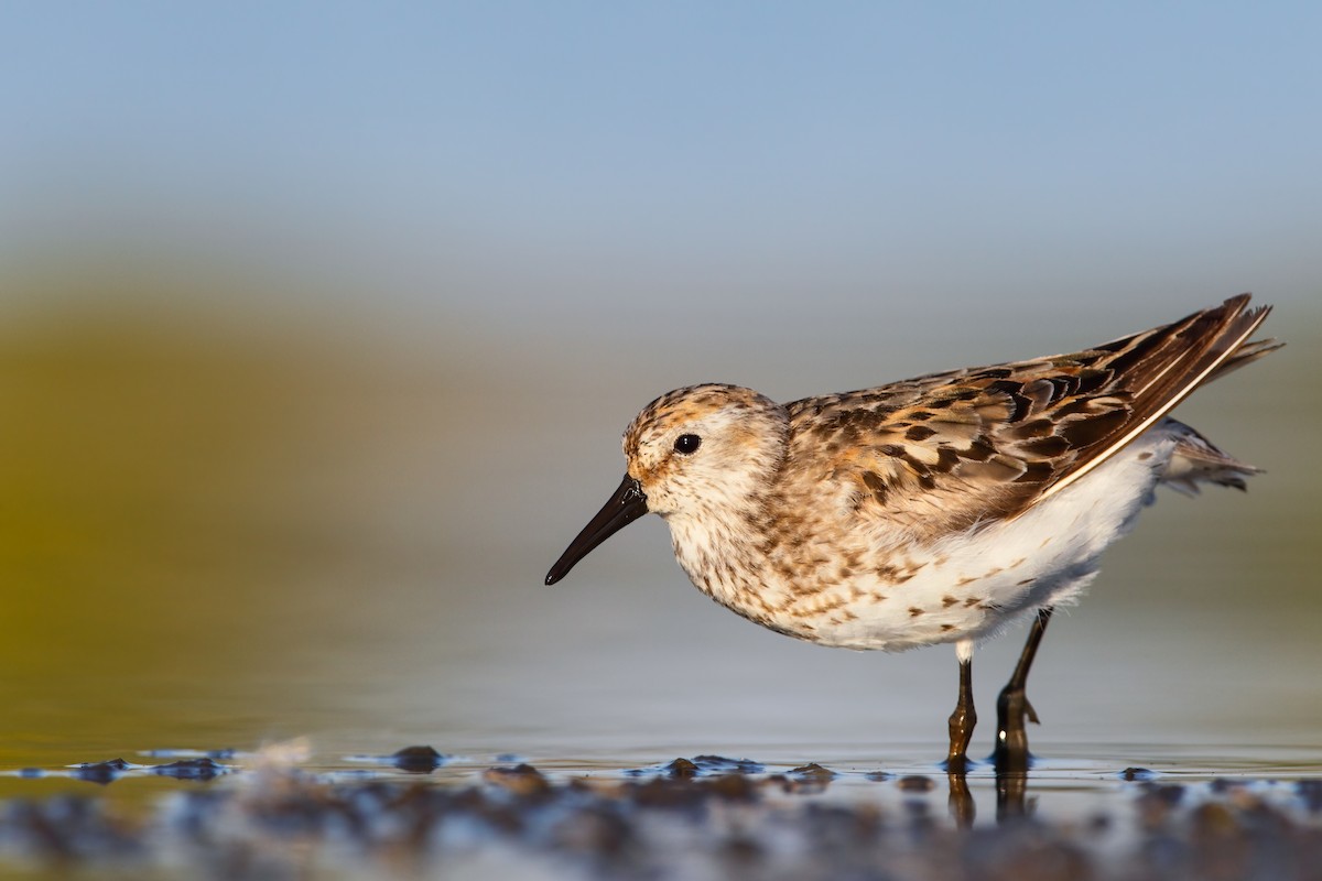 Western Sandpiper - Scott Carpenter