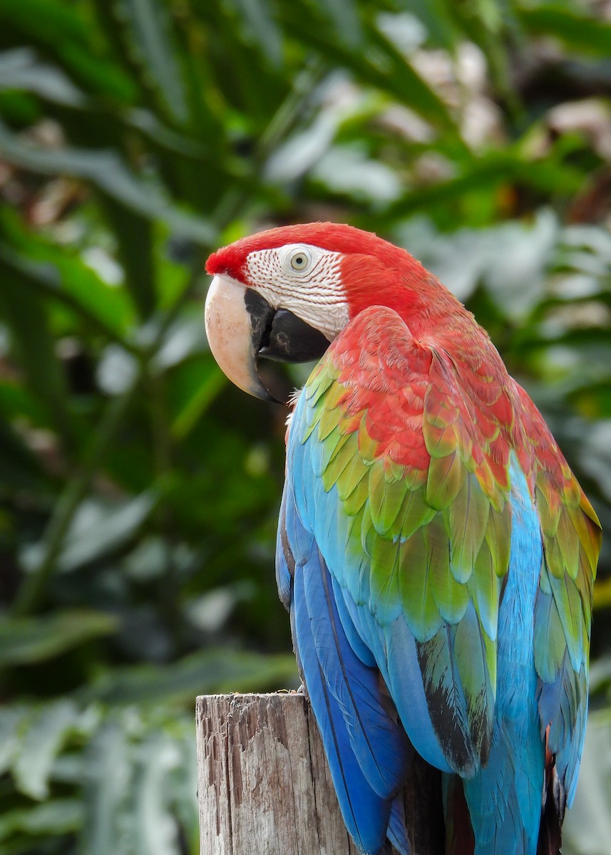 Red-and-green Macaw - ML552665261