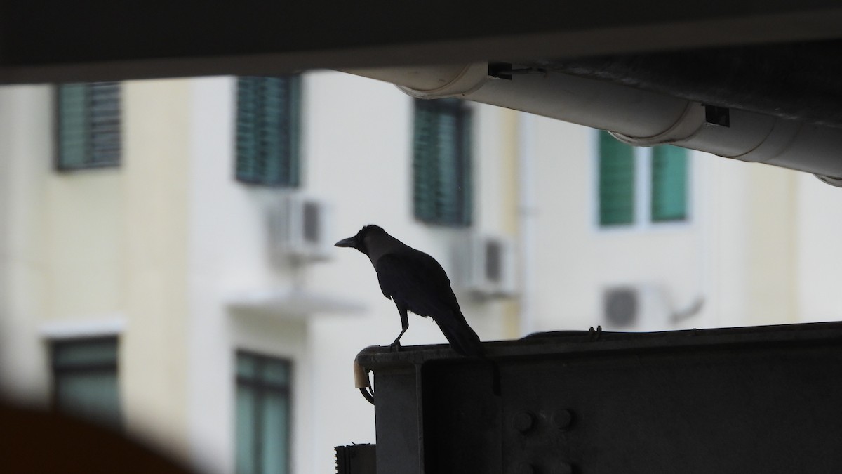 House Crow - ML552665321