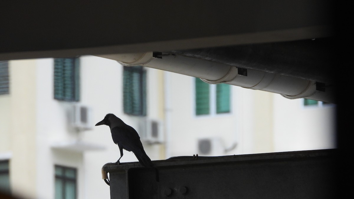 House Crow - ML552665331