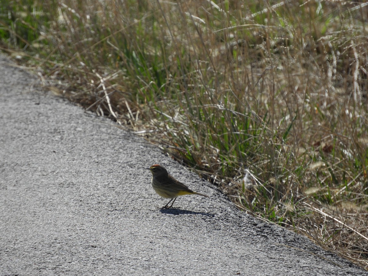 Palm Warbler - ML552665351