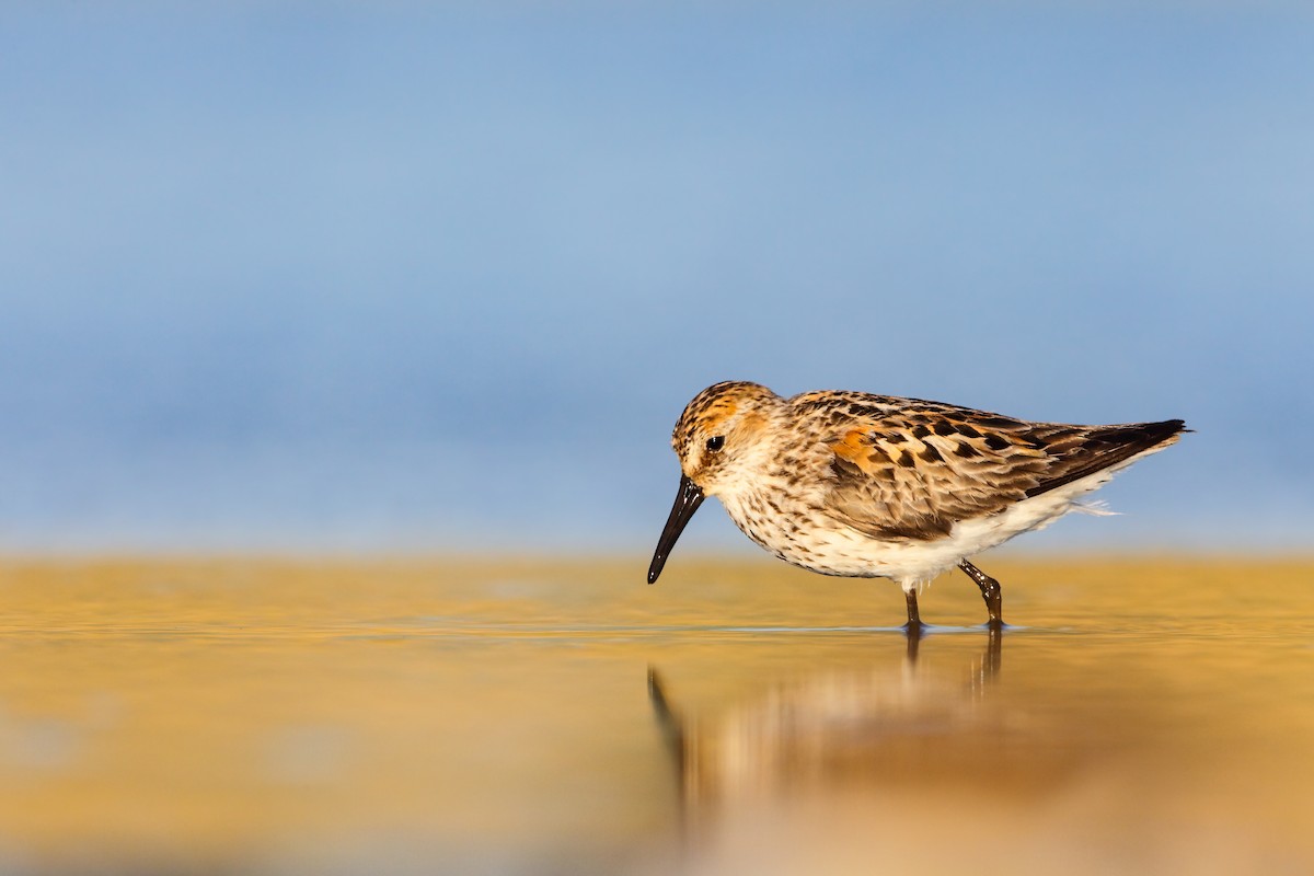 Western Sandpiper - Scott Carpenter