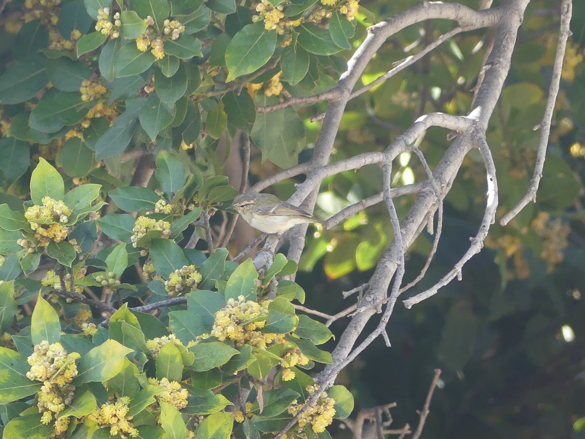 Hume's Warbler (Western) - ML552666211