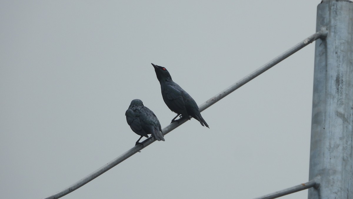 Asian Glossy Starling - ML552666581