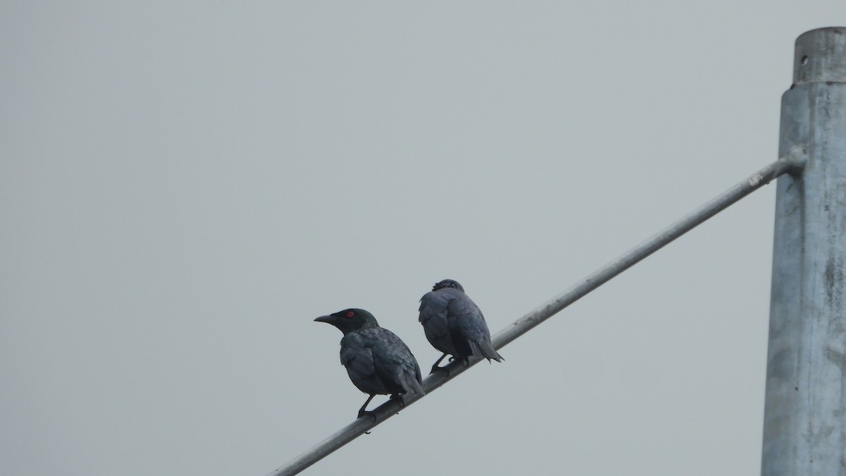 Asian Glossy Starling - ML552666591