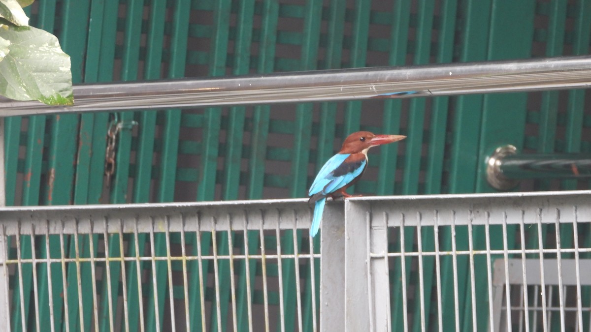 White-throated Kingfisher - ML552666891