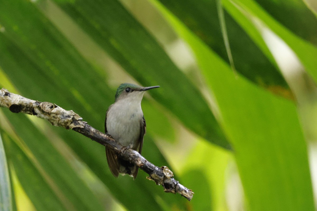 アンチルカンムリハチドリ（ornatus） - ML552667041