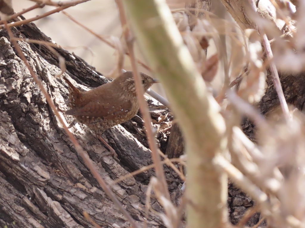 Winter Wren - Lori Pivonka