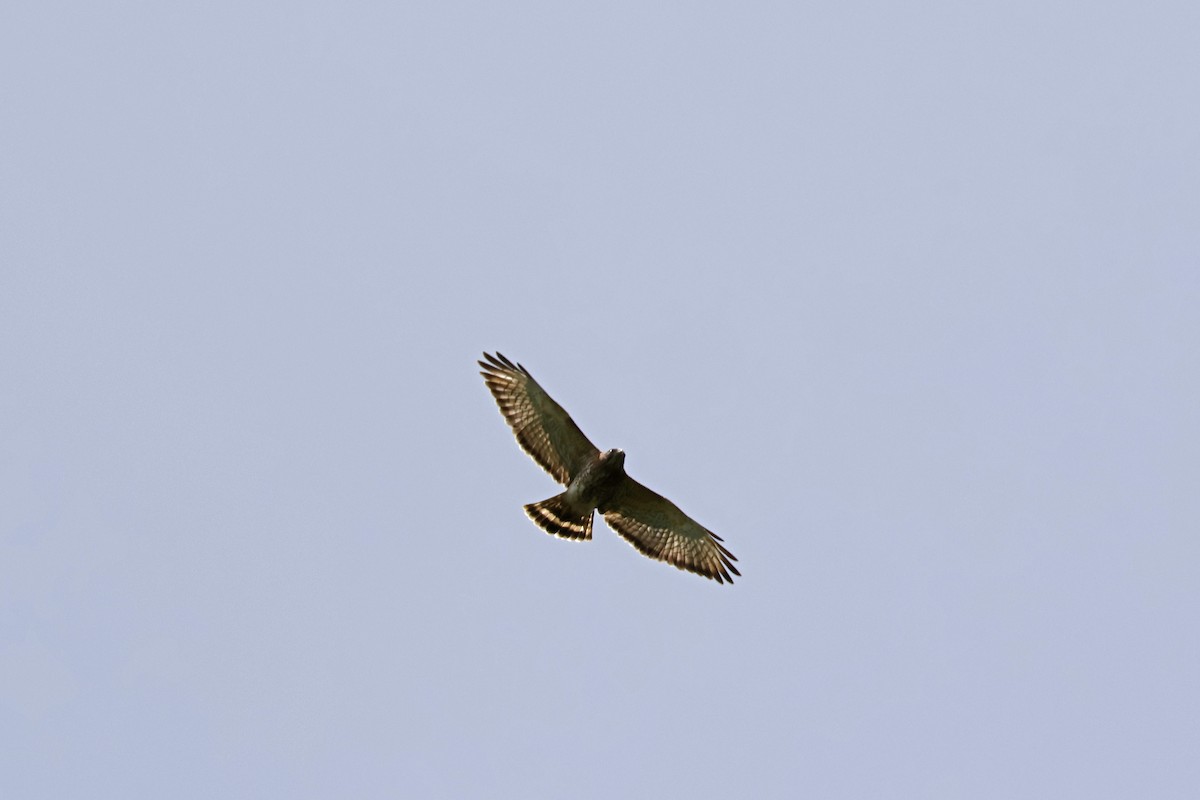 Broad-winged Hawk - Larry Therrien