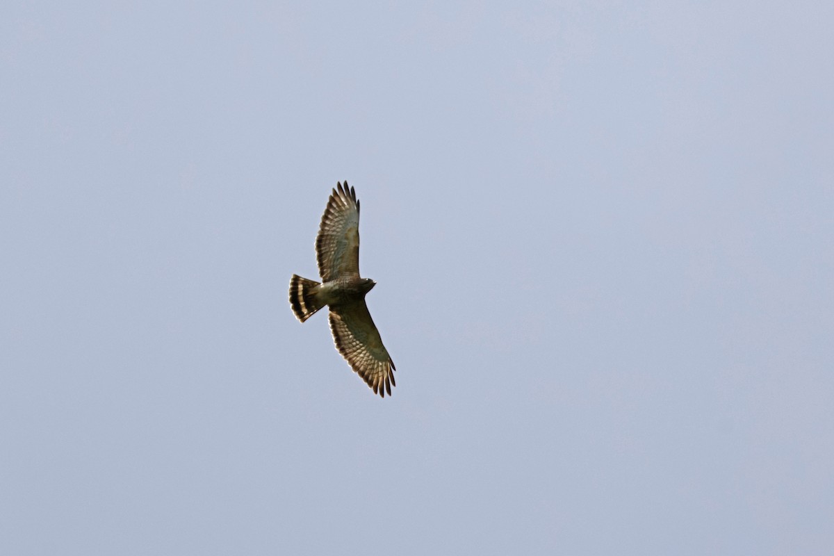 Broad-winged Hawk - Larry Therrien