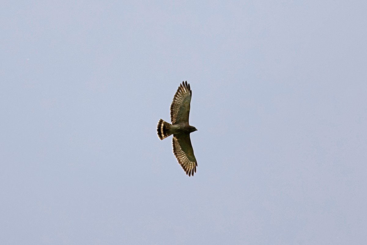 Broad-winged Hawk - ML552667681