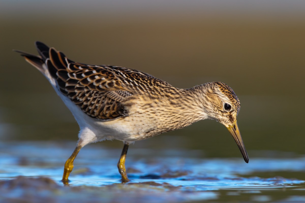 Pectoral Sandpiper - ML552667861