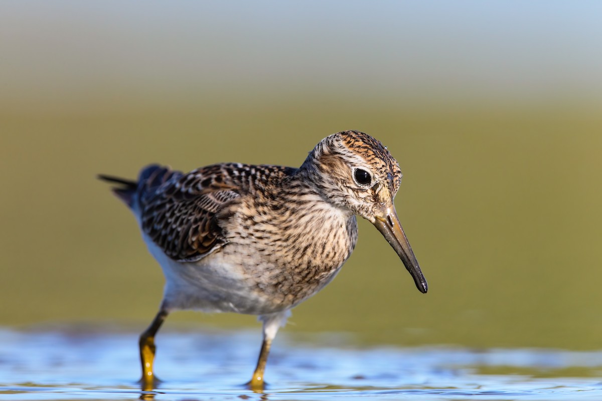 Pectoral Sandpiper - ML552667871