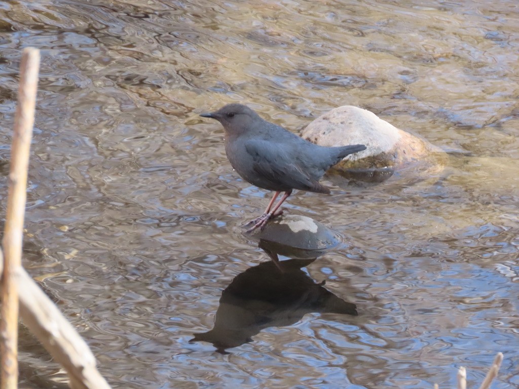 American Dipper - Lori Pivonka