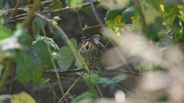 Allen's Hummingbird - ML552669251