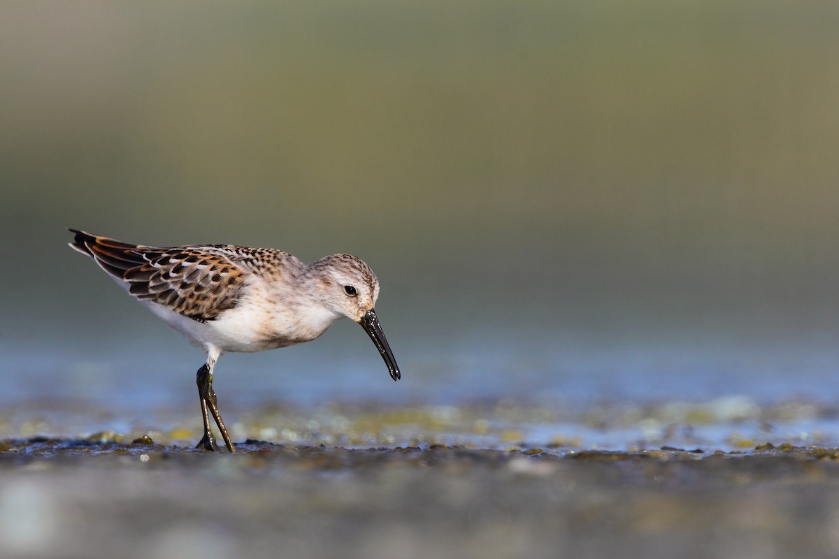 Western Sandpiper - Scott Carpenter