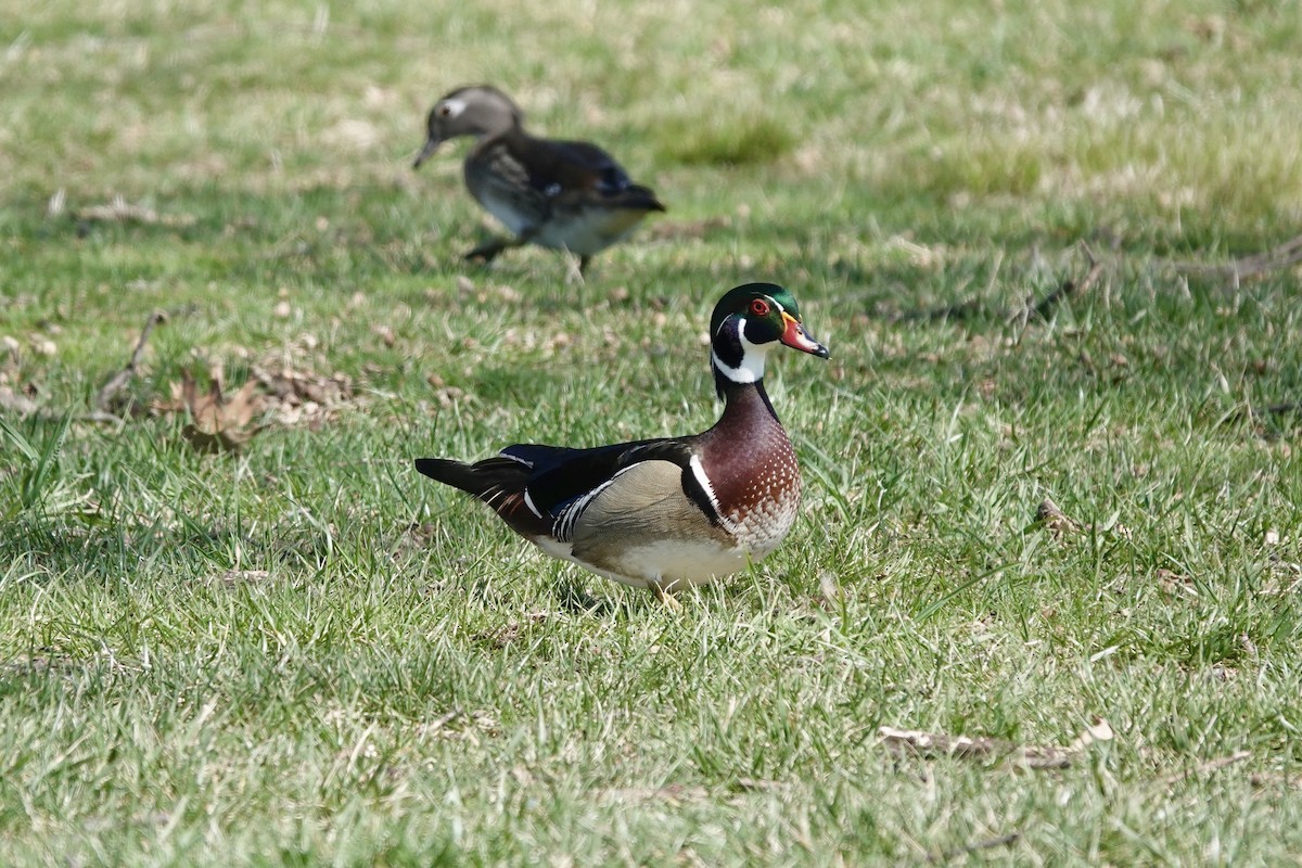 Wood Duck - ML552670691