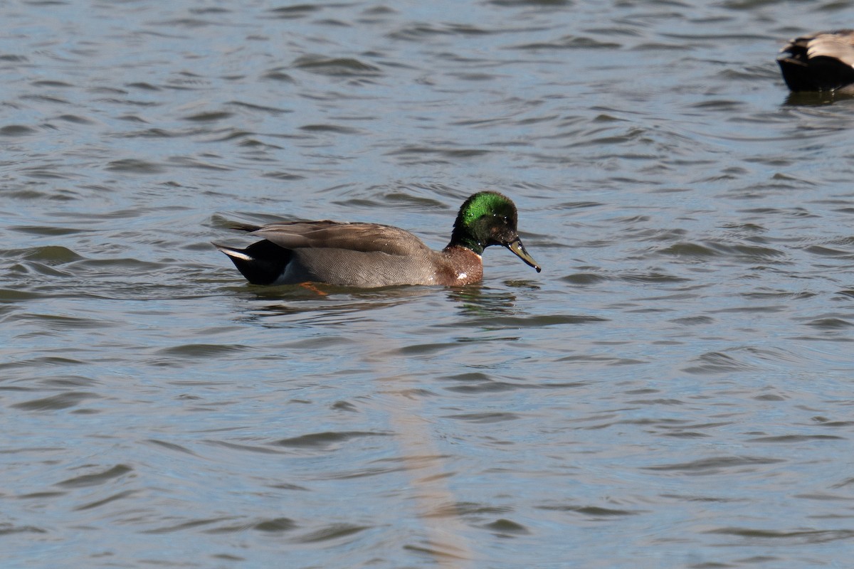 Gadwall x Mallard (hybrid) - ML552670721