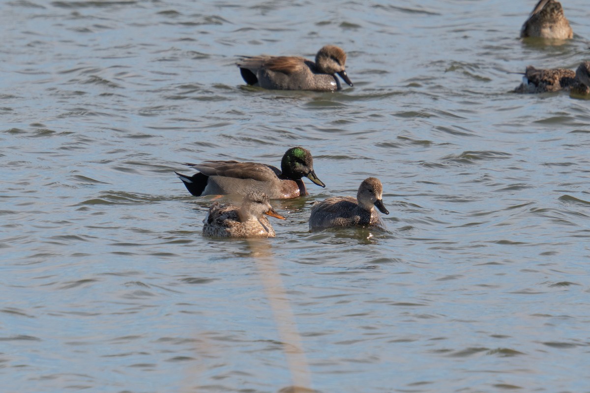 Gadwall x Mallard (hybrid) - ML552670731