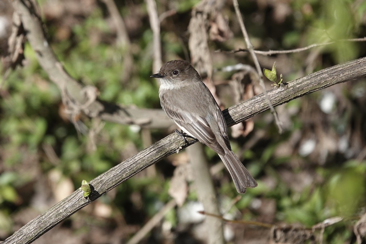 Eastern Phoebe - ML552670911