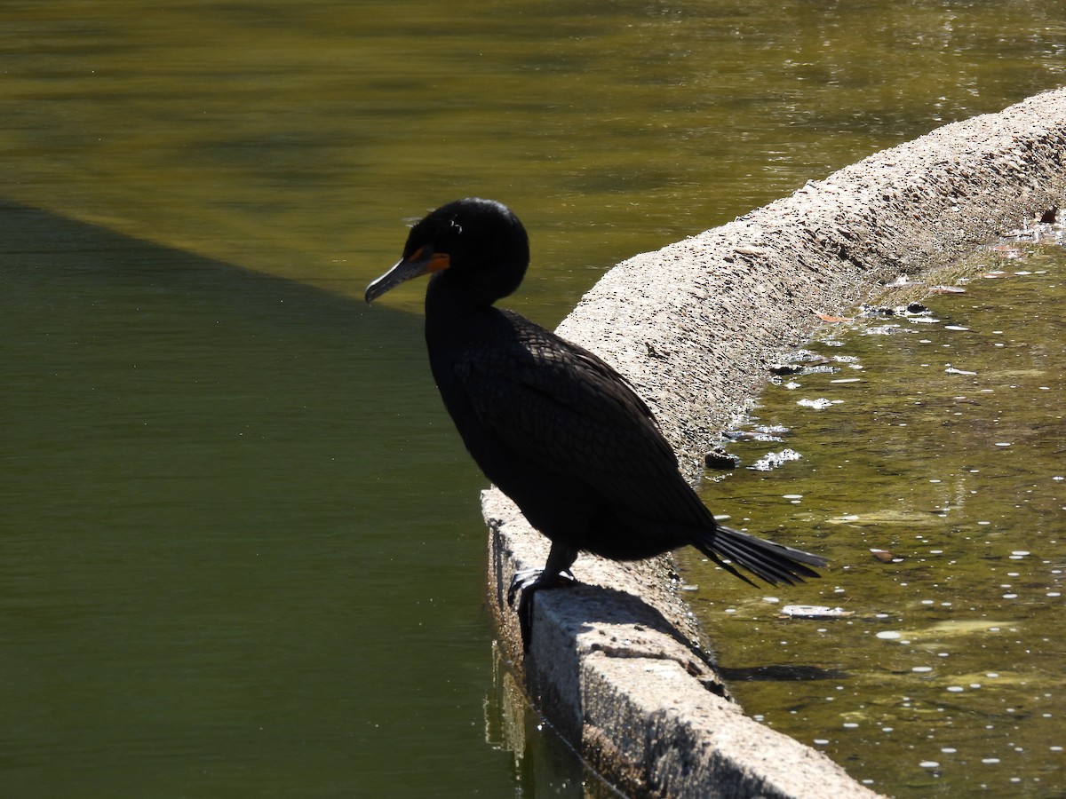 Double-crested Cormorant - ML552671061