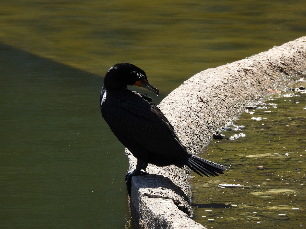 Double-crested Cormorant - ML552671091