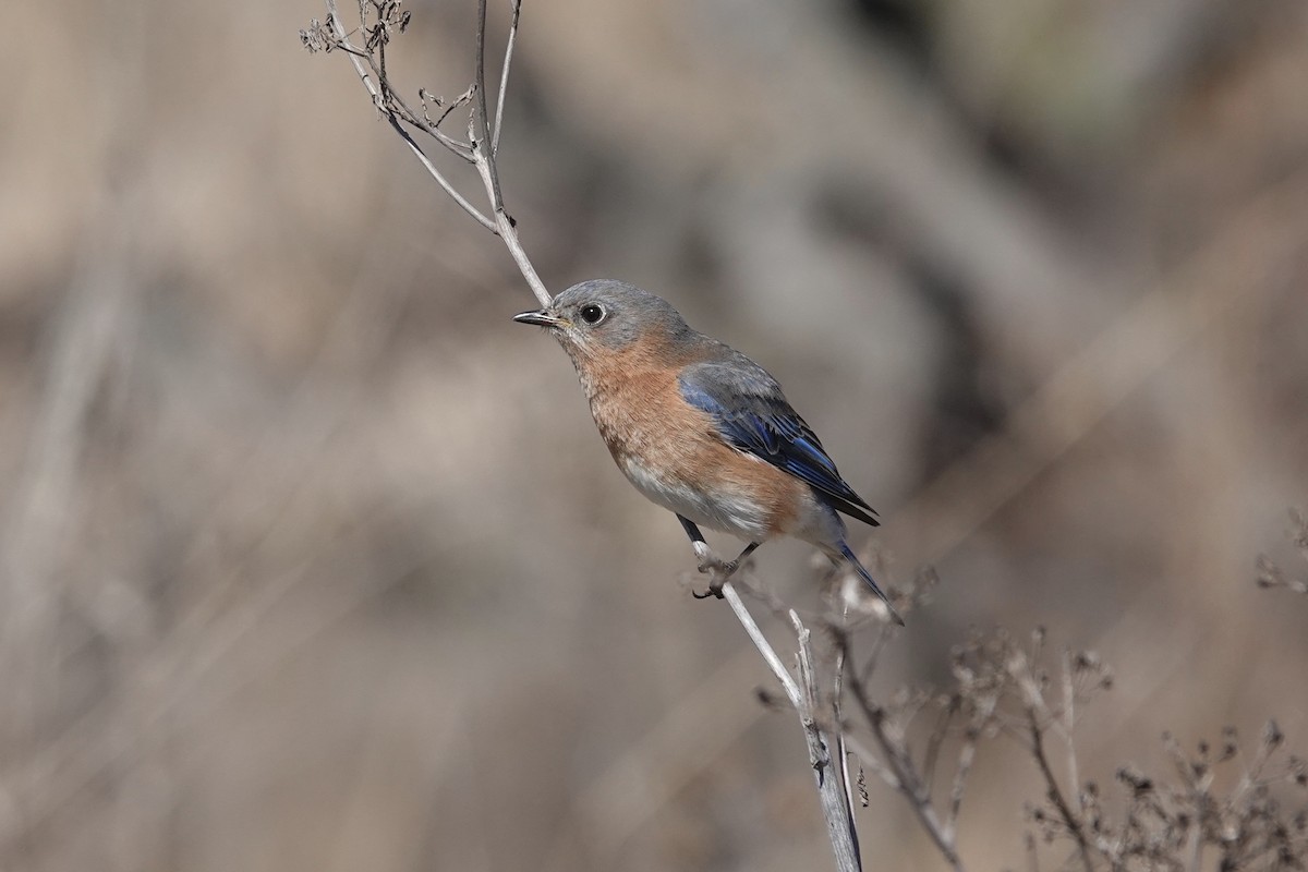 Eastern Bluebird - ML552671421