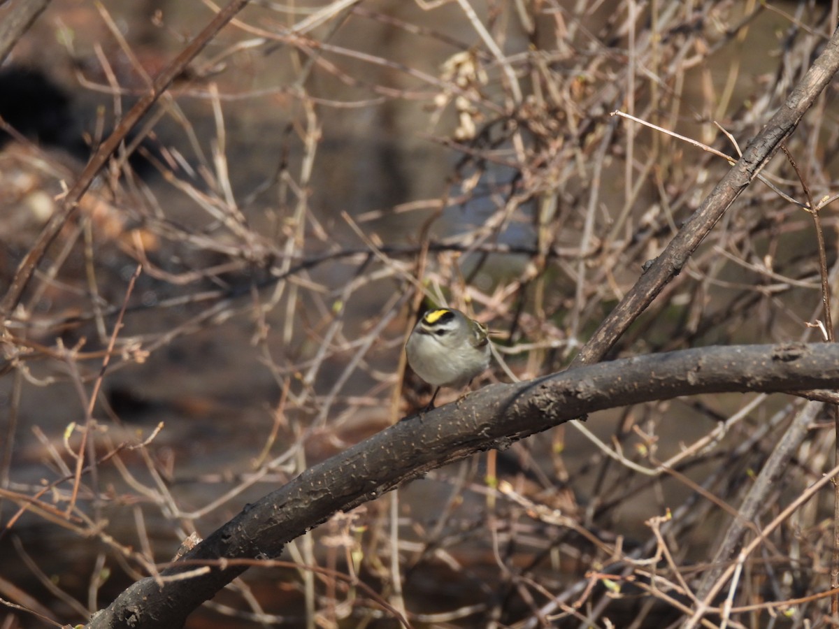 Golden-crowned Kinglet - ML552671441