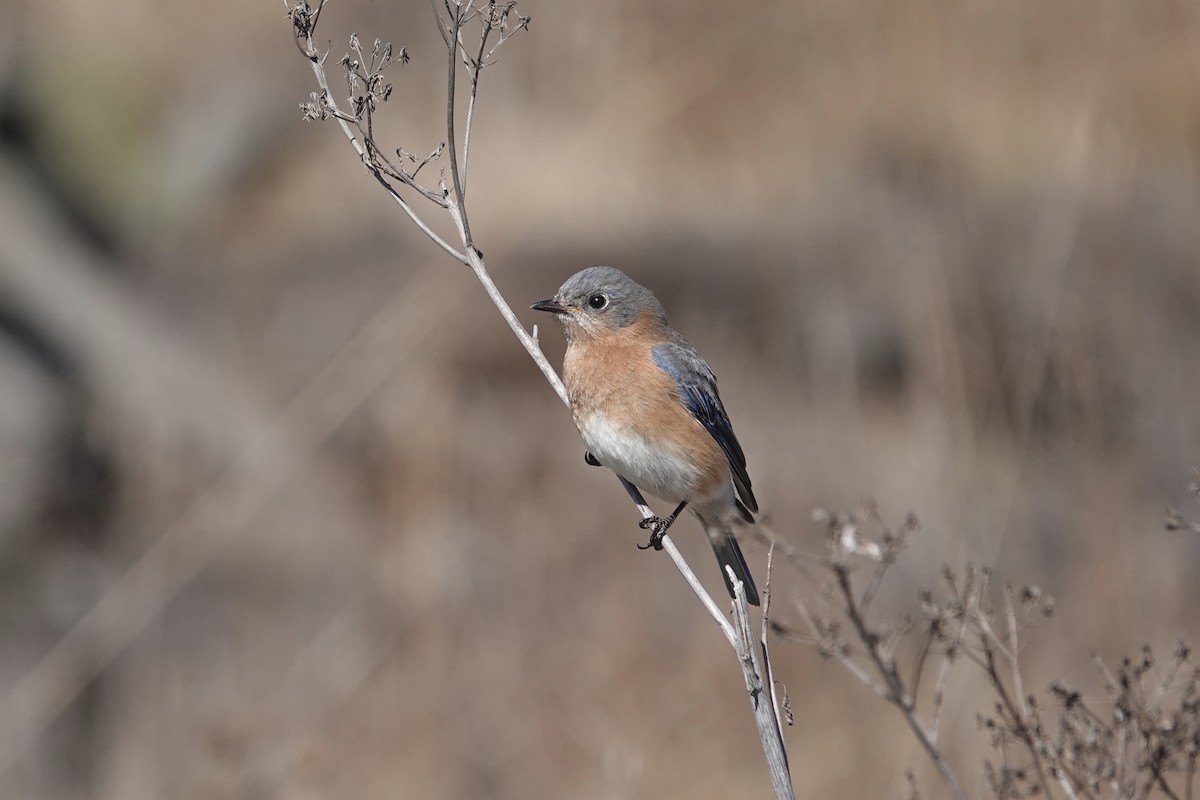 Eastern Bluebird - ML552671471