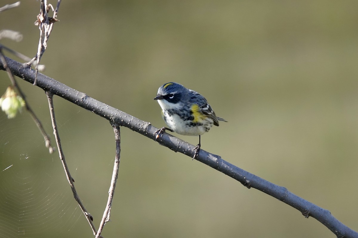 Yellow-rumped Warbler - ML552671661