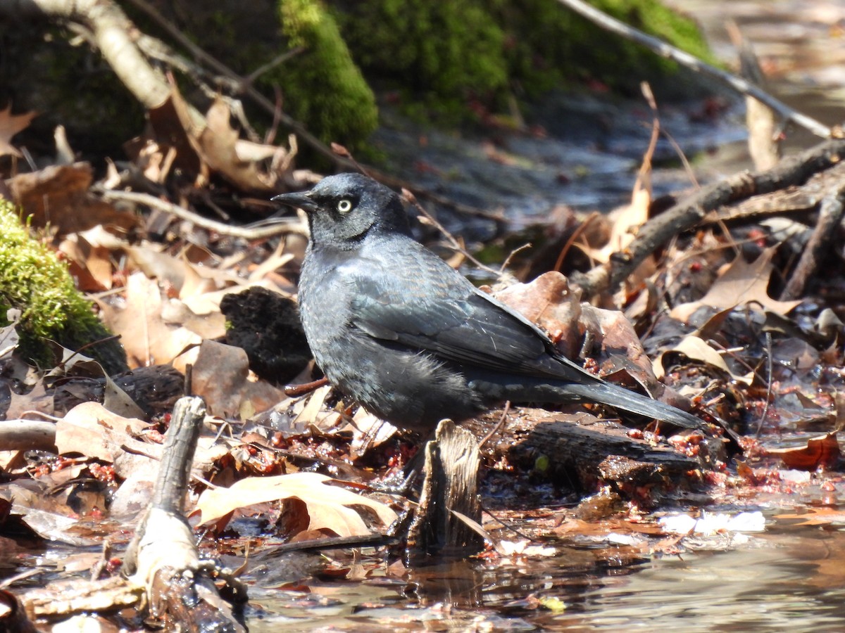 Rusty Blackbird - Megan Kozub