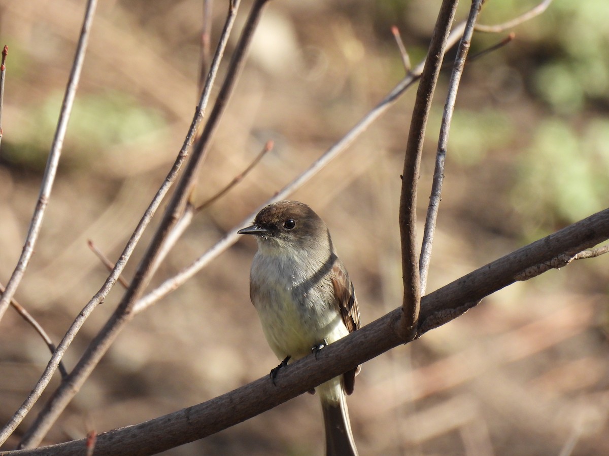 Eastern Phoebe - ML552672351