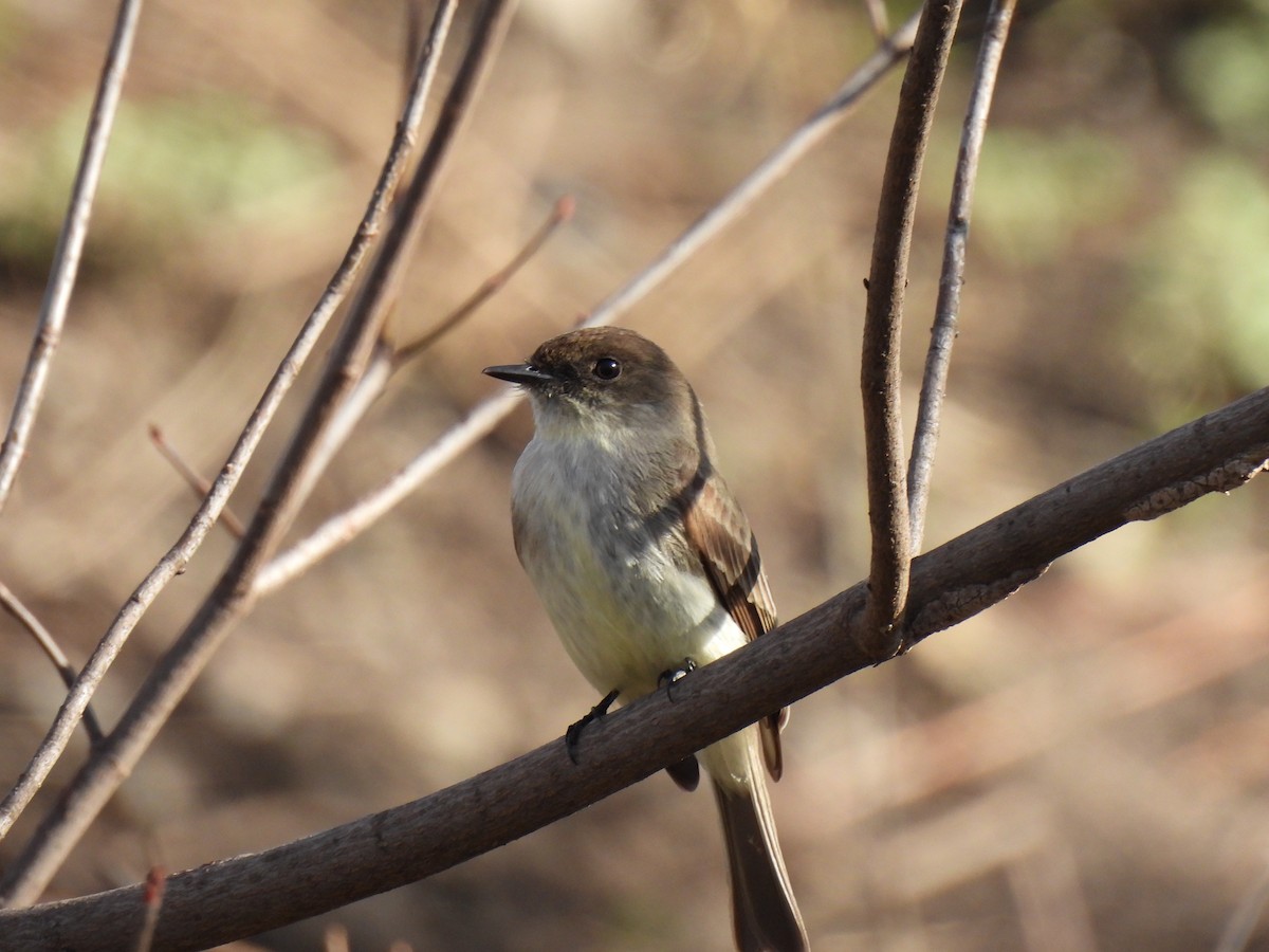 Eastern Phoebe - ML552672361